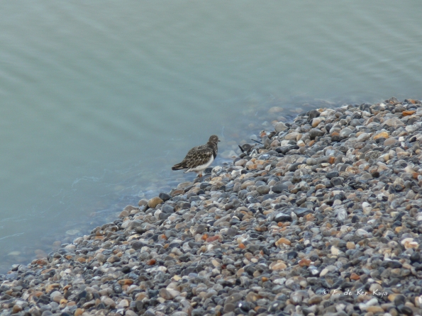 Rencontre au Hourdel